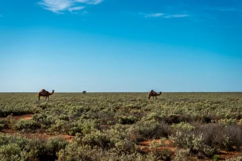Camel Nullarbor Plain Foto stock