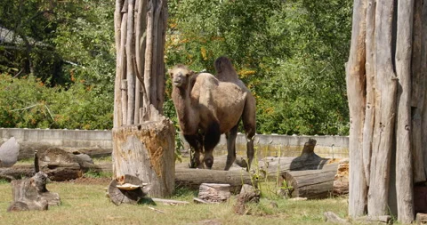 Camel observing at the zoo Stock Footage 255941051
