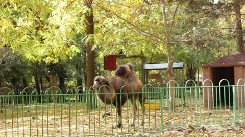 Camel in the open-air cage Vídeo Stock 68991198