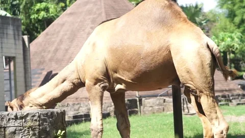 Camel or Camelus dromedarius Video stock 292867653