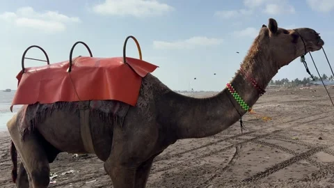 Camel with orange saddle walking on beach Vídeos de archivo 335651139