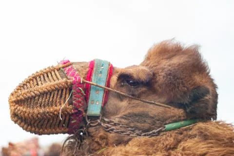 Camel with ornaments and muzzle on his head. Selective focus. Stock Photos