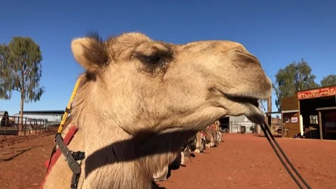 Camel in Outback Australia Close-Up chewing in the Australian Outback Vídeos de archivo 325963973