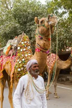 Camel owner with camels Stock Photos