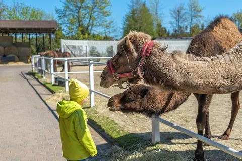A camel in a paddock being fed by a child. A child's hand feeding a camel. Stock Photos