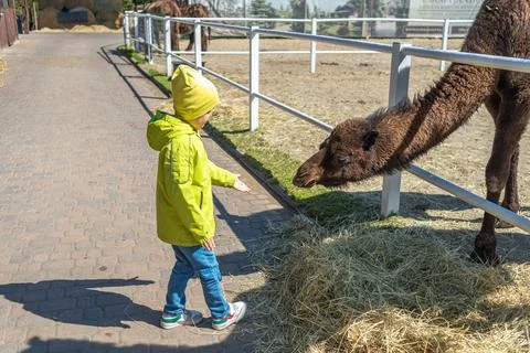 A camel in a paddock being fed by a child. A child's hand feeding a camel. Foto stock