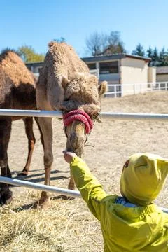 A camel in a paddock being fed by a child. A child's hand feeding a camel. Stock Photos