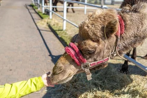 A camel in a paddock being fed by a child. A child's hand feeding a camel. Stock Photos