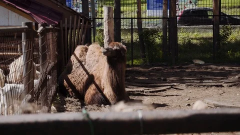 The camel is in the paddock on a hot summer day. Stock Footage 111570635