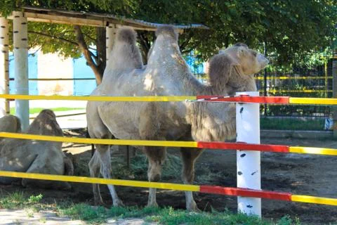 Camel in paddock Stock Photos