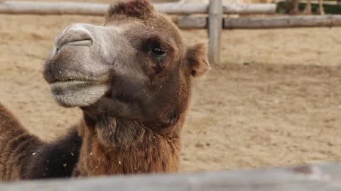 Camel in the paddock turns its head and looks at the camera, close up 動画素材 140614946