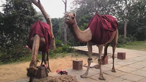 Camel pair Stock Footage 32226288