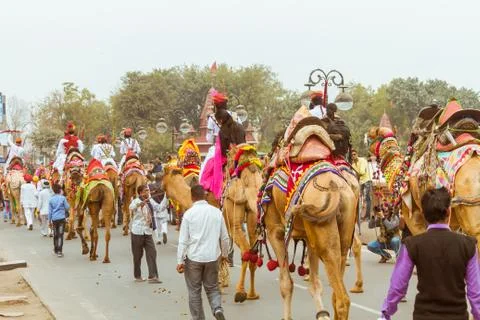 Camel parade Stock Photos