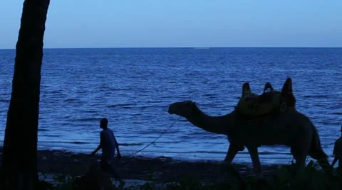 Camel Passes By on Beach at Dusk  (HD) Stock Footage 12603917