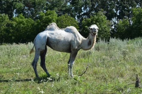 Camel on a pasture Stock Photos
