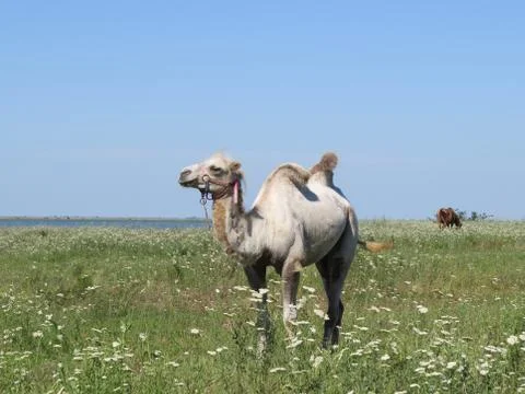 Camel on a pasture Foto stock