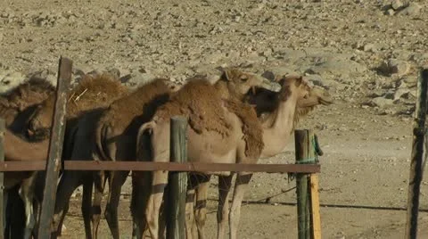 Camel Pen in Desert Stock Footage 22037411