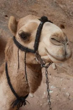 Camel at Petra Stock Photos