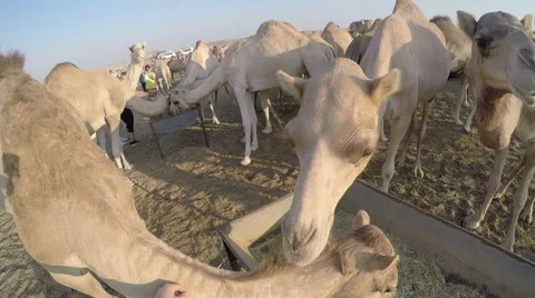 Camel Petting POV Stock Footage 59979729