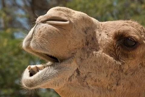 Camel Stock Photos