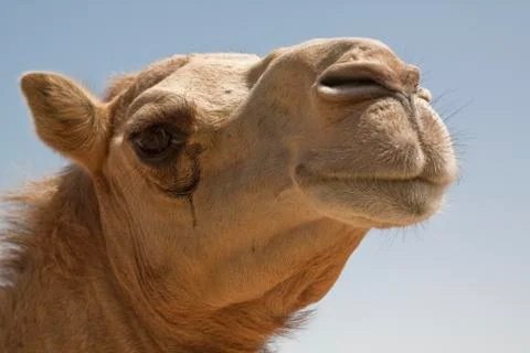 Camel Stock-Fotos