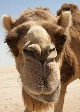 Camel Stock Photos