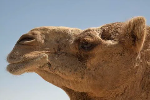 Camel Stock Photos