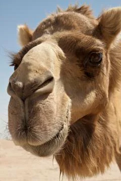 Camel Stock Photos