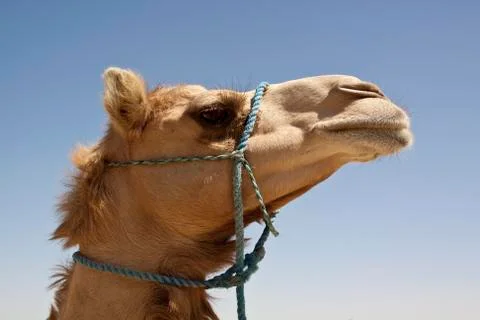 Camel Stock Photos
