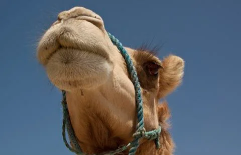 Camel Foto stock