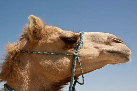Camel Stock Photos