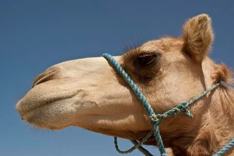 Camel Stock Photos