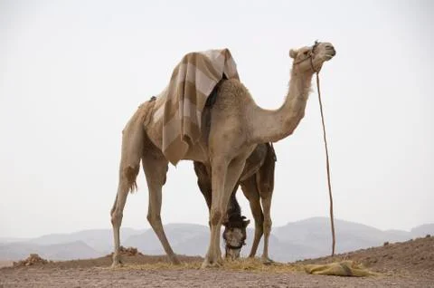 Camel Stock Photos