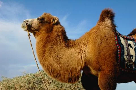 Camel Stock Photos