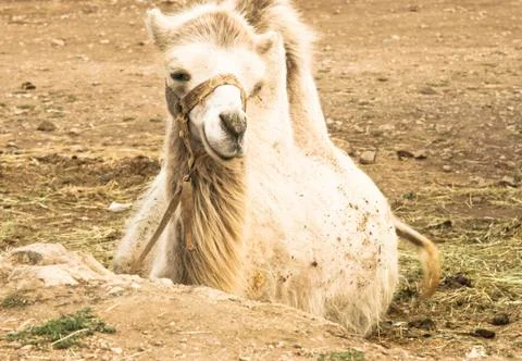 Camel Stock Photos