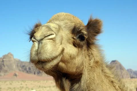 Camel Stock Photos