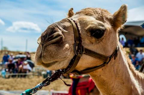 Camel Foto stock