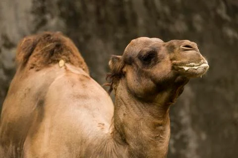 Camel Stock Photos