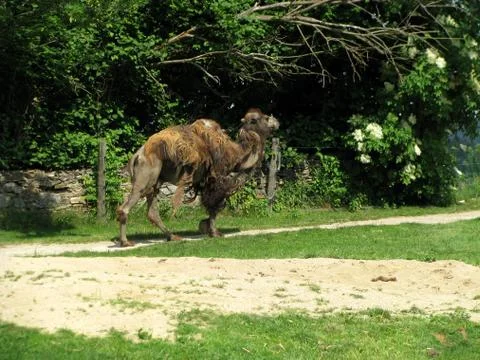 Camel Foto stock