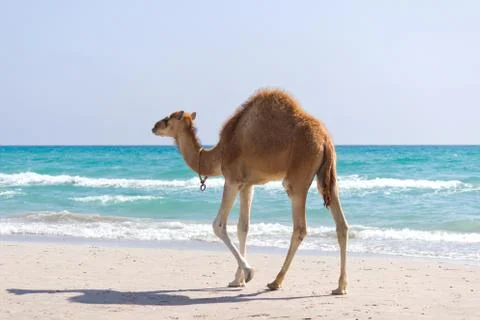 Camel Stock Photos