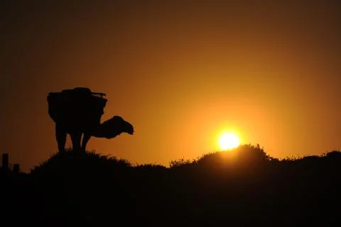 Camel 스톡 사진