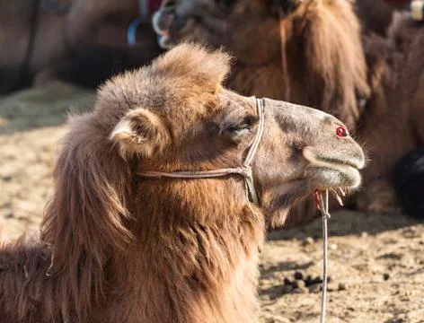 Camel Foto stock