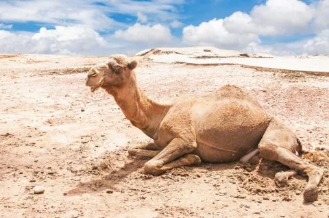 Camel Stock Photos