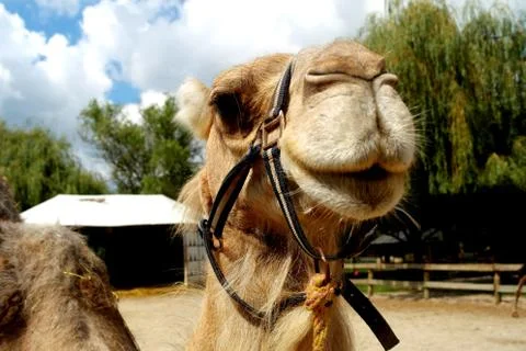 Camel Stock Photos