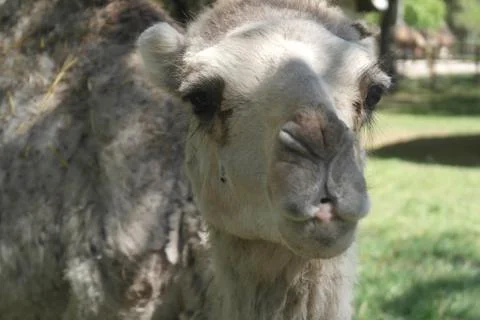 Camel Stock Photos