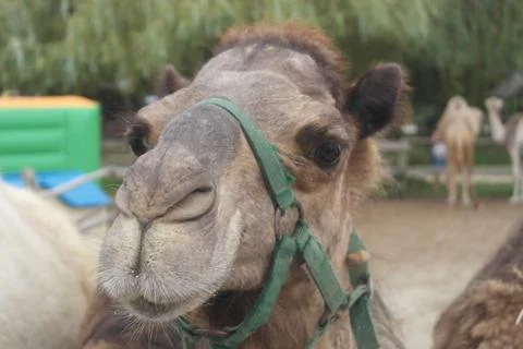 Camel Stock Photos
