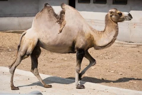 Camel Stock Photos