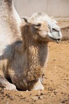 Camel Stock Photos