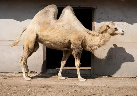 Camel Stock Photos