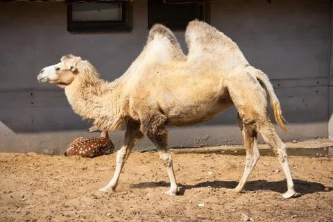 Camel Stock Photos